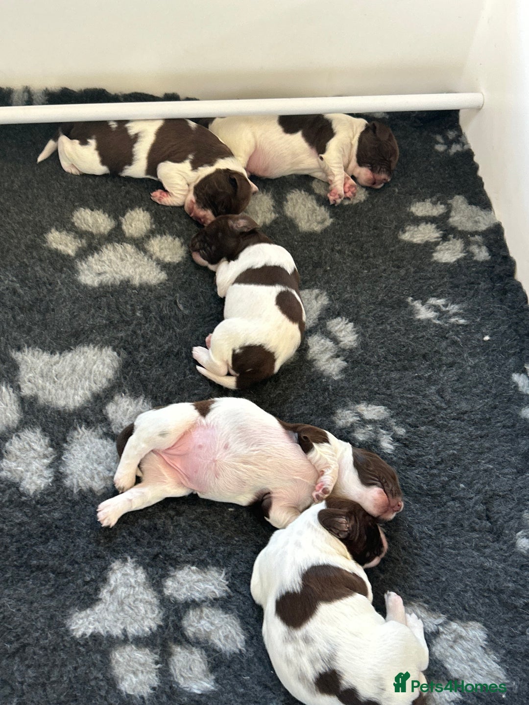 English Springer Spaniel dogs for sale: Gorgeous English Springer Spaniel Puppies - Advert 23