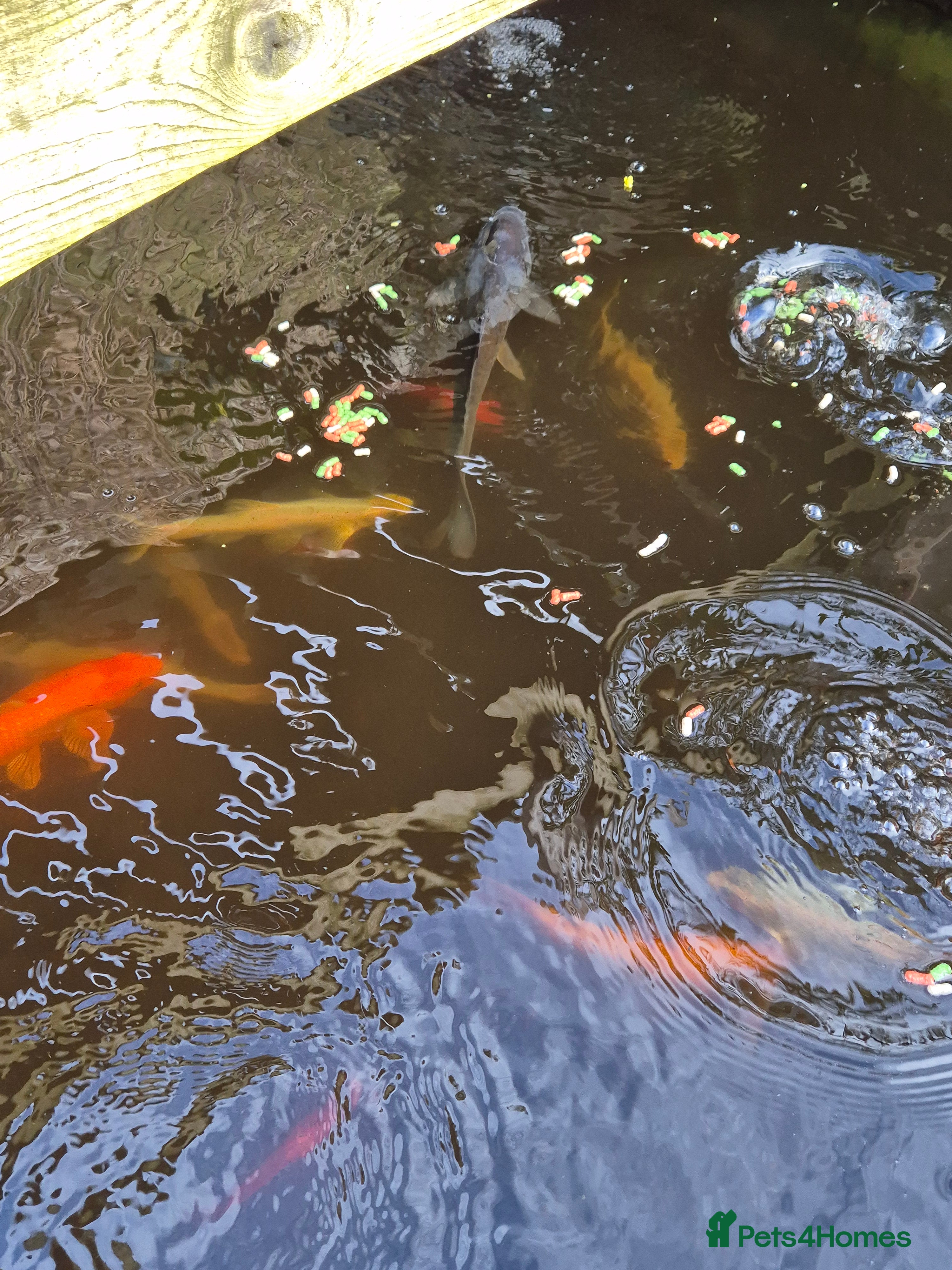 Pond Fish fish Mixture of pond fish  - Advert 18