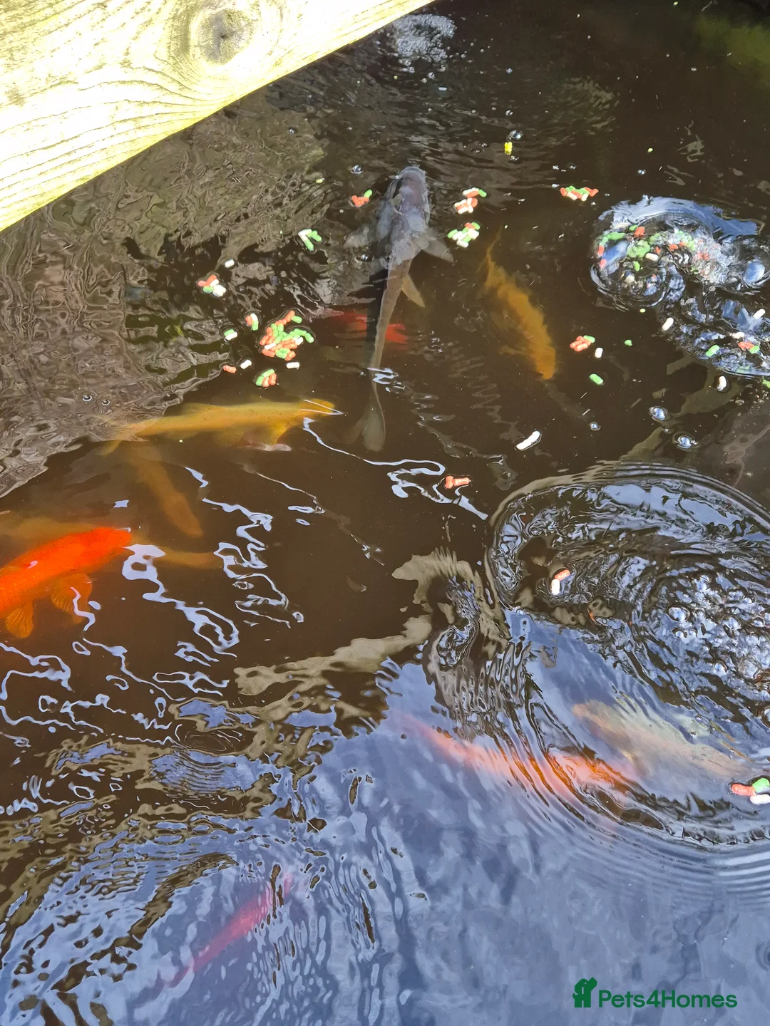 Pond Fish fish for sale: Mixture of pond fish  - Advert 1