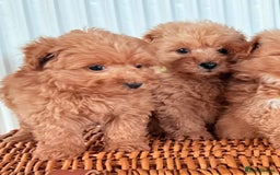 Cairn Terrier dogs for sale: STUNNING F1 cairn-oodle puppies  - Image 21