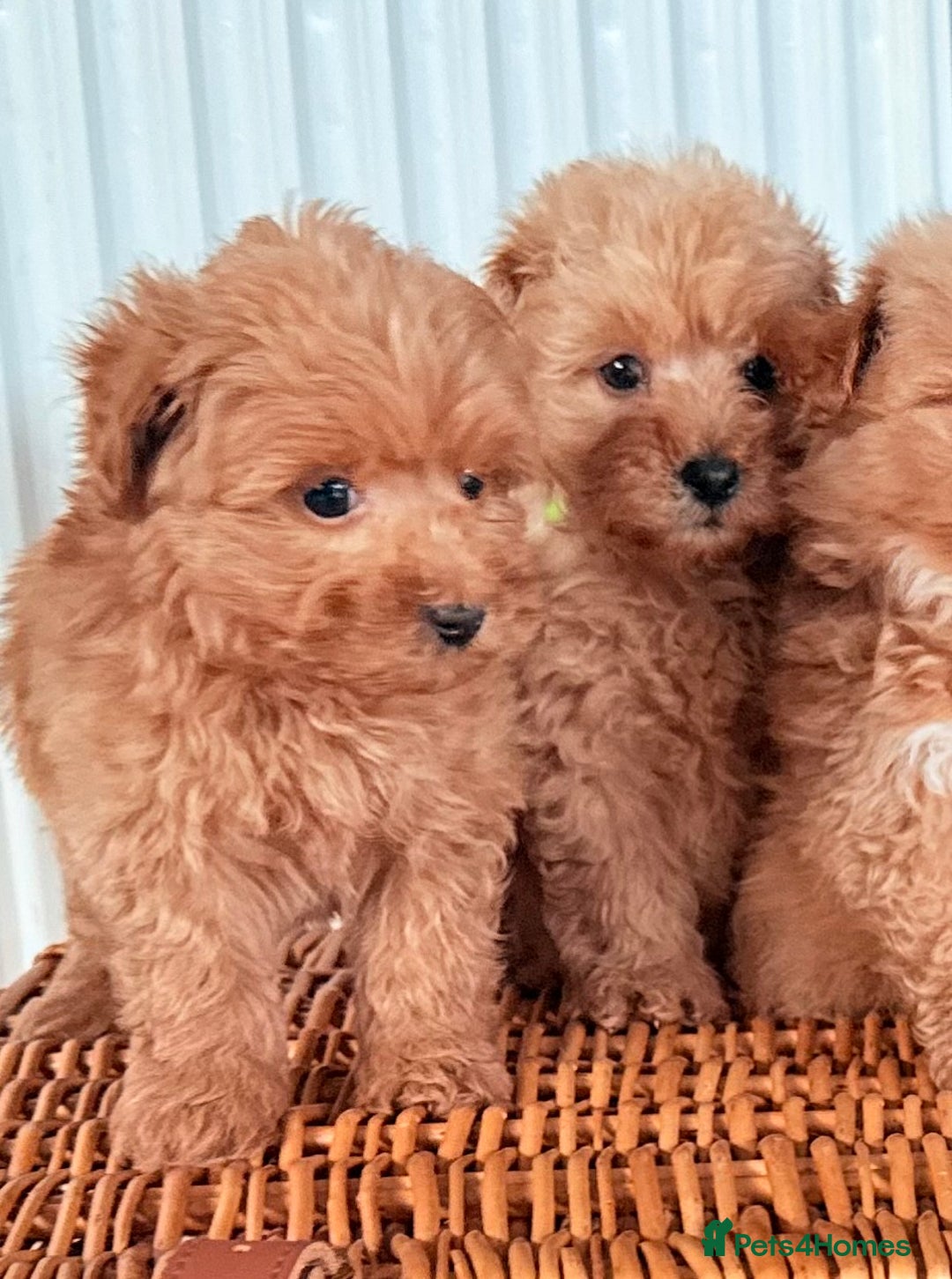 Cairn Terrier dogs for sale: STUNNING F1 cairn-oodle puppies  - Image 21