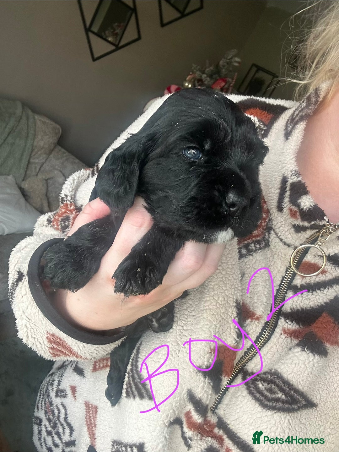 Sprocker dogs for sale: ONE BLACK BOY LEFT❤️‍🩹 - Advert 21