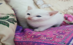 Mixed Breed cats for sale: Khao Manee kittens  - Image 11