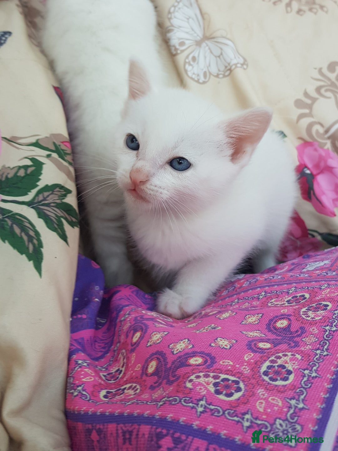 Mixed Breed cats for sale: Khao Manee kittens  - Image 11