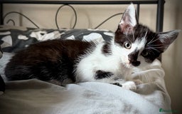 Mixed Breed cats for sale: Mixed siamese black and white male kitten - Image 3