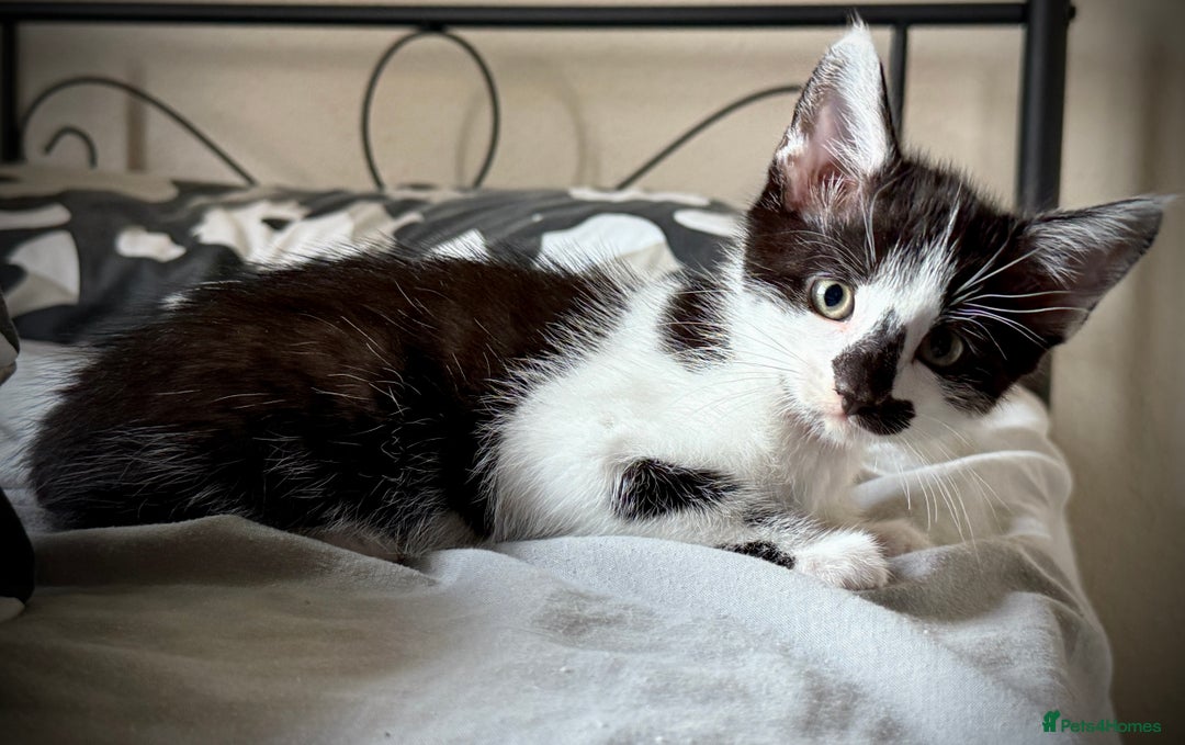 Mixed Breed cats for sale: Mixed siamese black and white male kitten - Image 3