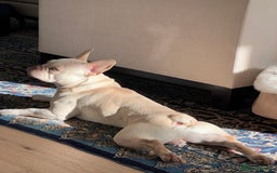 French Bulldog dogs for stud: Healthy platinum boy for Stud - Image 6
