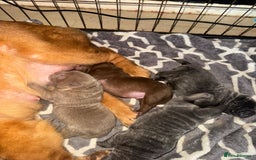 Shar Pei dogs for sale: 3 beautiful shar Pei puppy’s  - Image 5