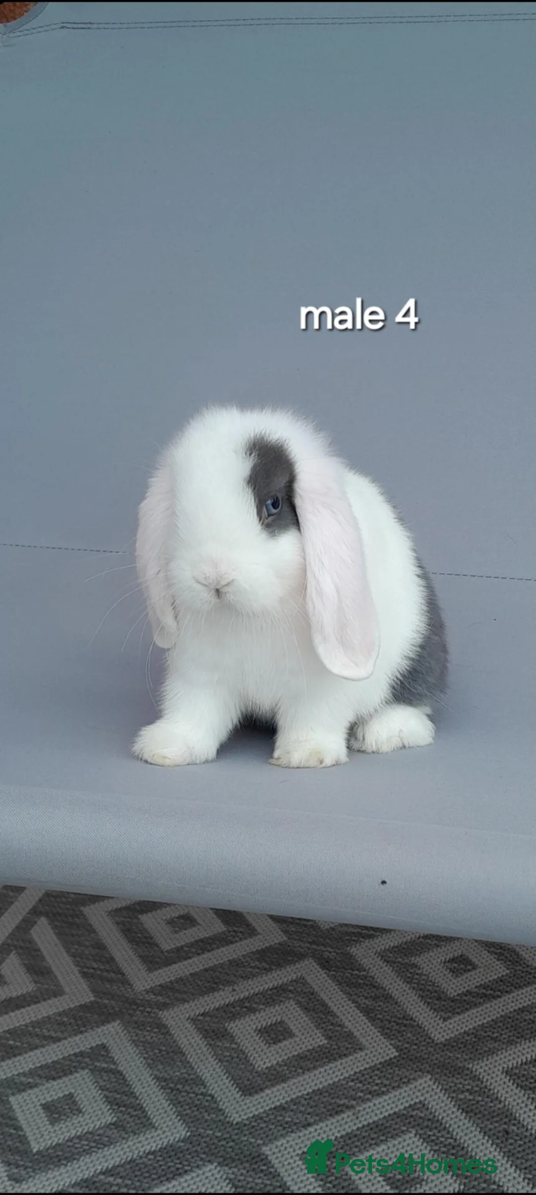 Mini Lop rabbits for sale: Beautiful mini lop rabbits ready now  - Advert 7