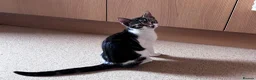 Domestic Shorthair cats for sale: 3 male kittens for sale - Advert 13