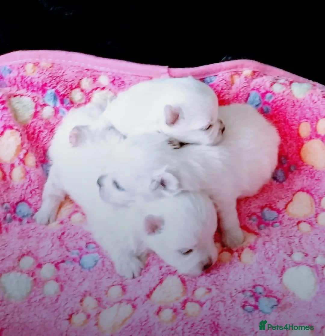 Pomeranian dogs for sale:  Pure white pomeranian puppies ready to leave  - Advert 7