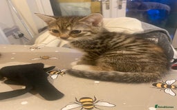 British Shorthair cats for sale: Lovely Girls 🥰 - Advert 13