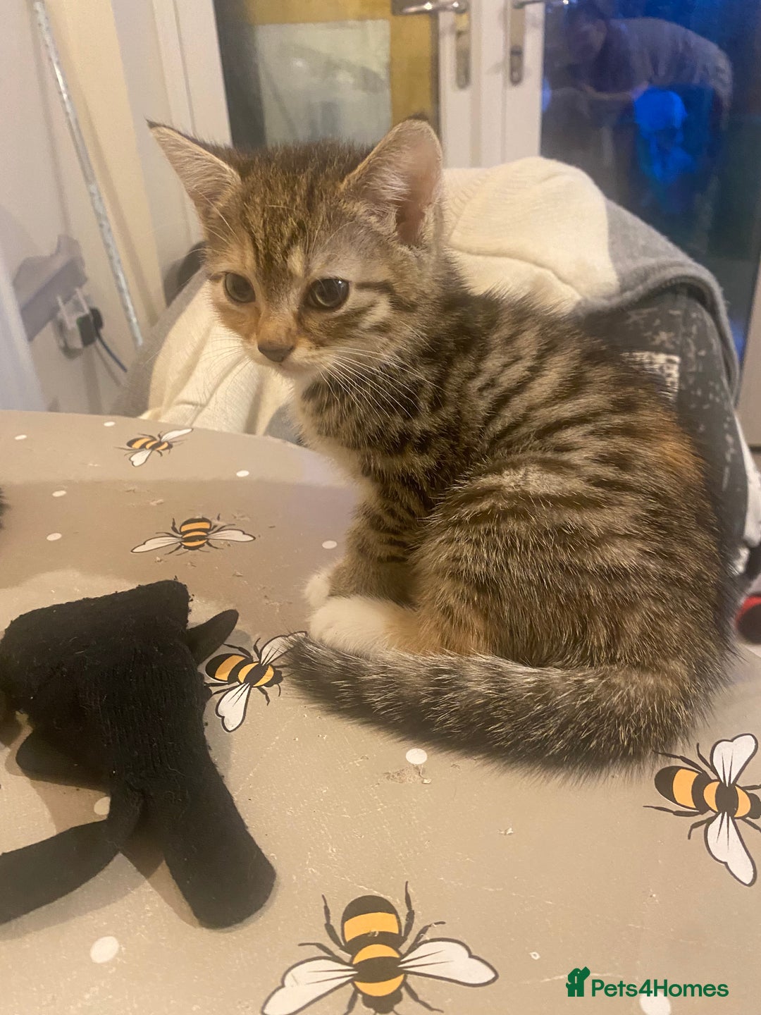 British Shorthair cats for sale: Lovely Girls 🥰 - Advert 13