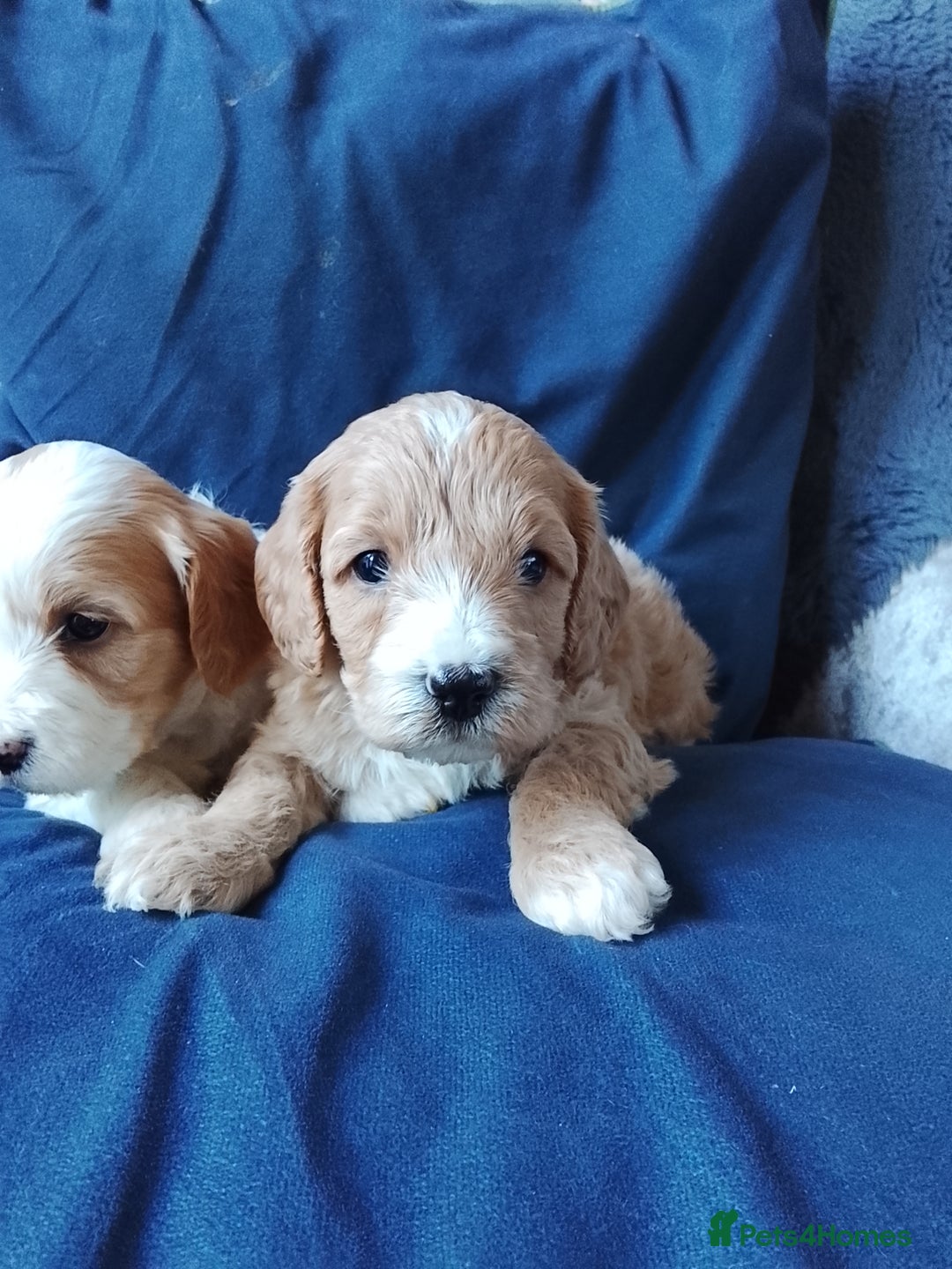 Cavapoo dogs for sale: F1b Cavapoo Puppies  - Advert 17