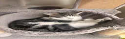 Mixed Breed cats for sale: 2 female cats in South Shields - Advert 4