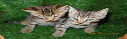 Bengal cats for sale: 4 beautiful Bengal Kittens - Advert 3