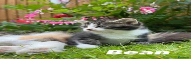 Bean 