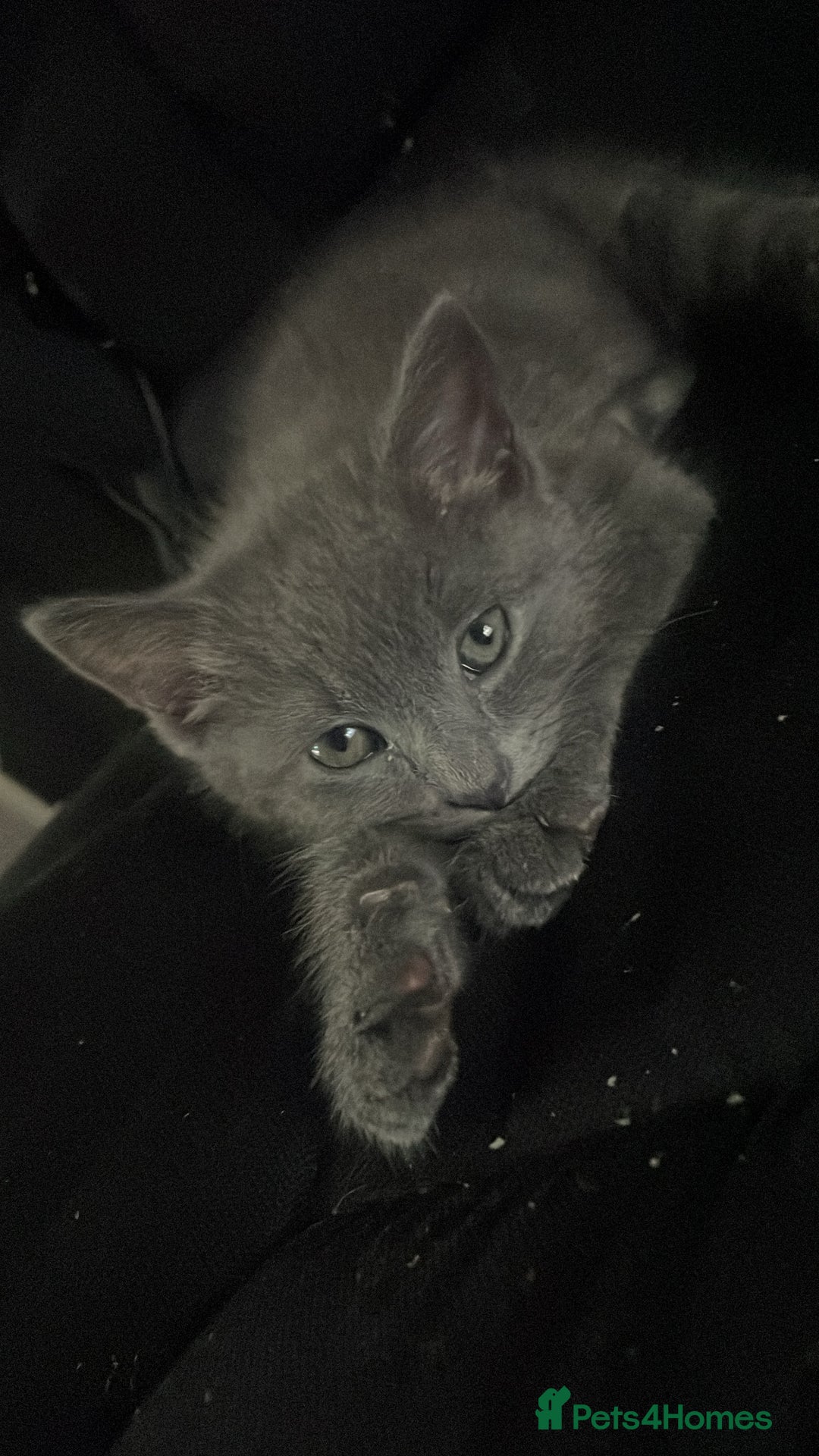 Mixed Breed cats for sale: Little Grey Boy Kitten - Image 1