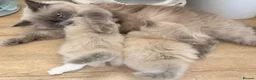 Ragdoll cats for sale: Beautiful ragdoll babies! 😻😻😻 - Advert 7