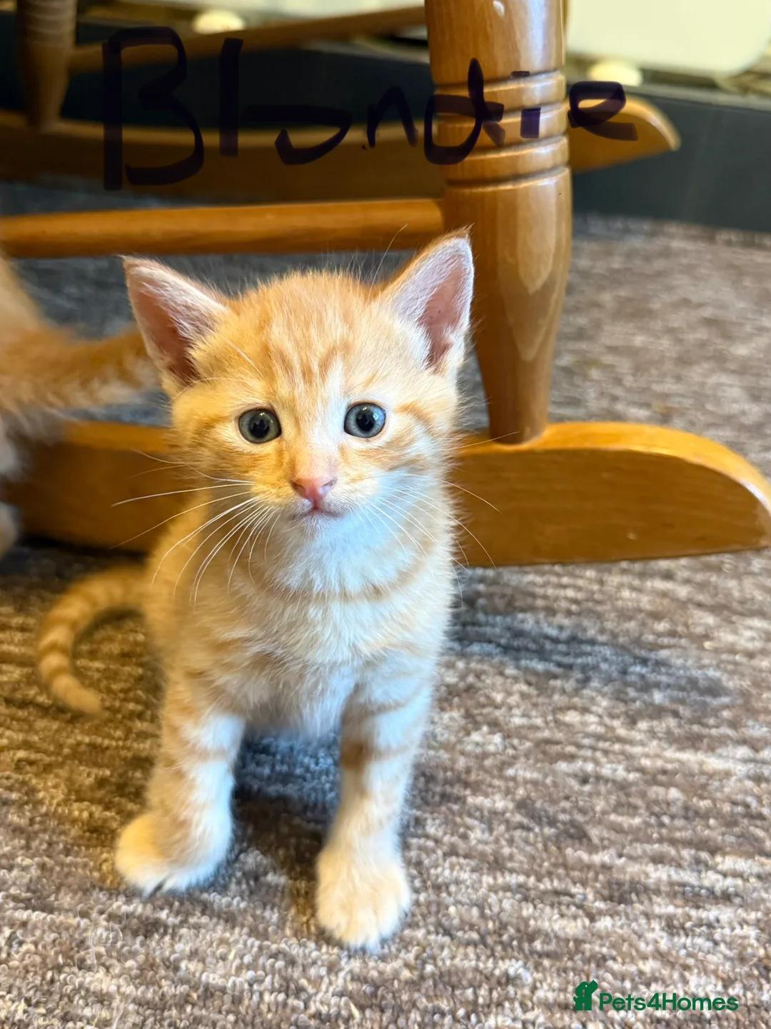 Domestic Shorthair cats for sale: 3 Beautiful kittens in Chichester - Advert 2