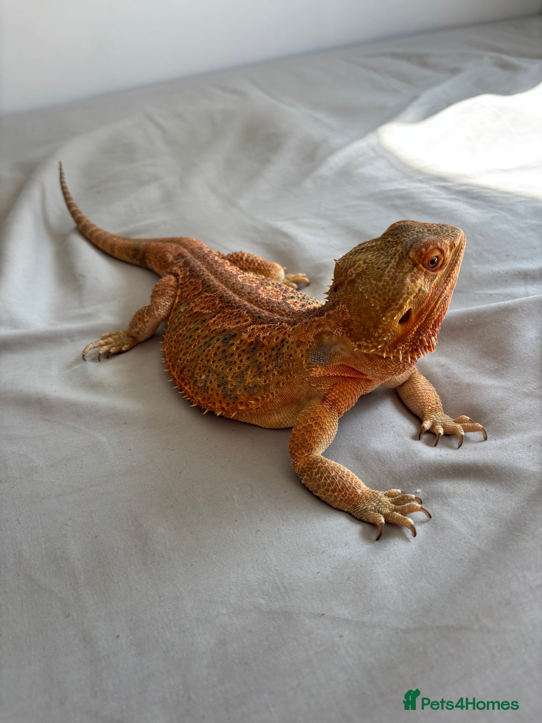 Dragon reptiles for sale: Leatherback Bearded Dragon - Image 5