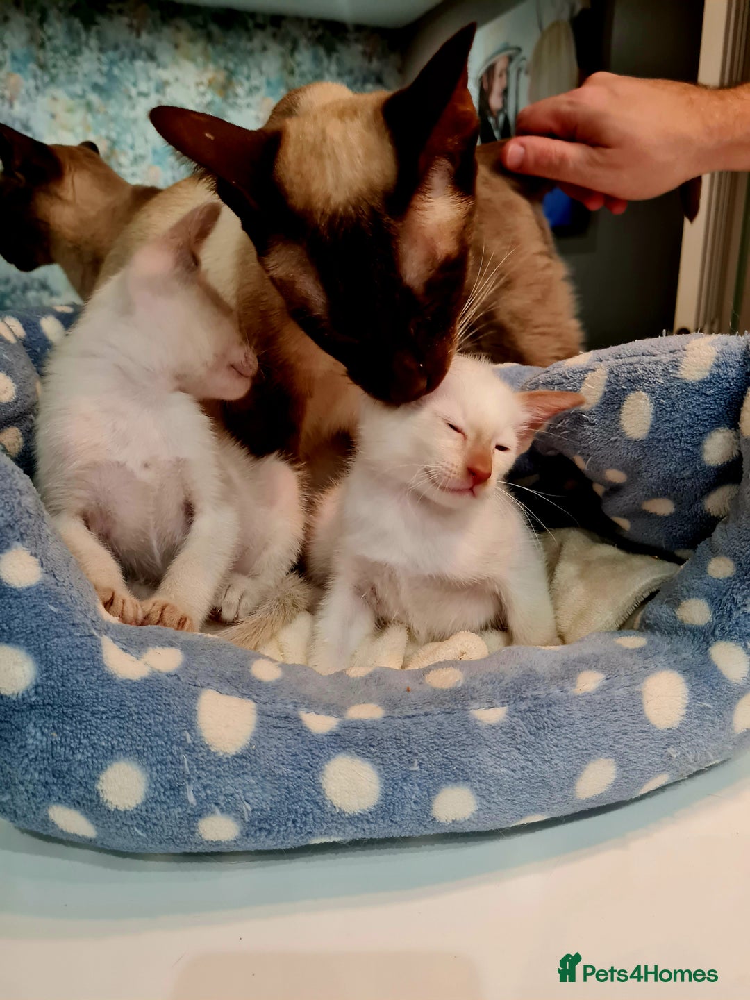 Siamese cats for sale: LAST ONE,  Gorgeous Bluepoint little boy. - Advert 17