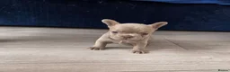 French Bulldog dogs for sale: French bulldog pups for sale - Advert 3