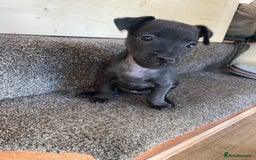 Patterdale Terrier dogs for sale: Patterdale terriers  - Image 5