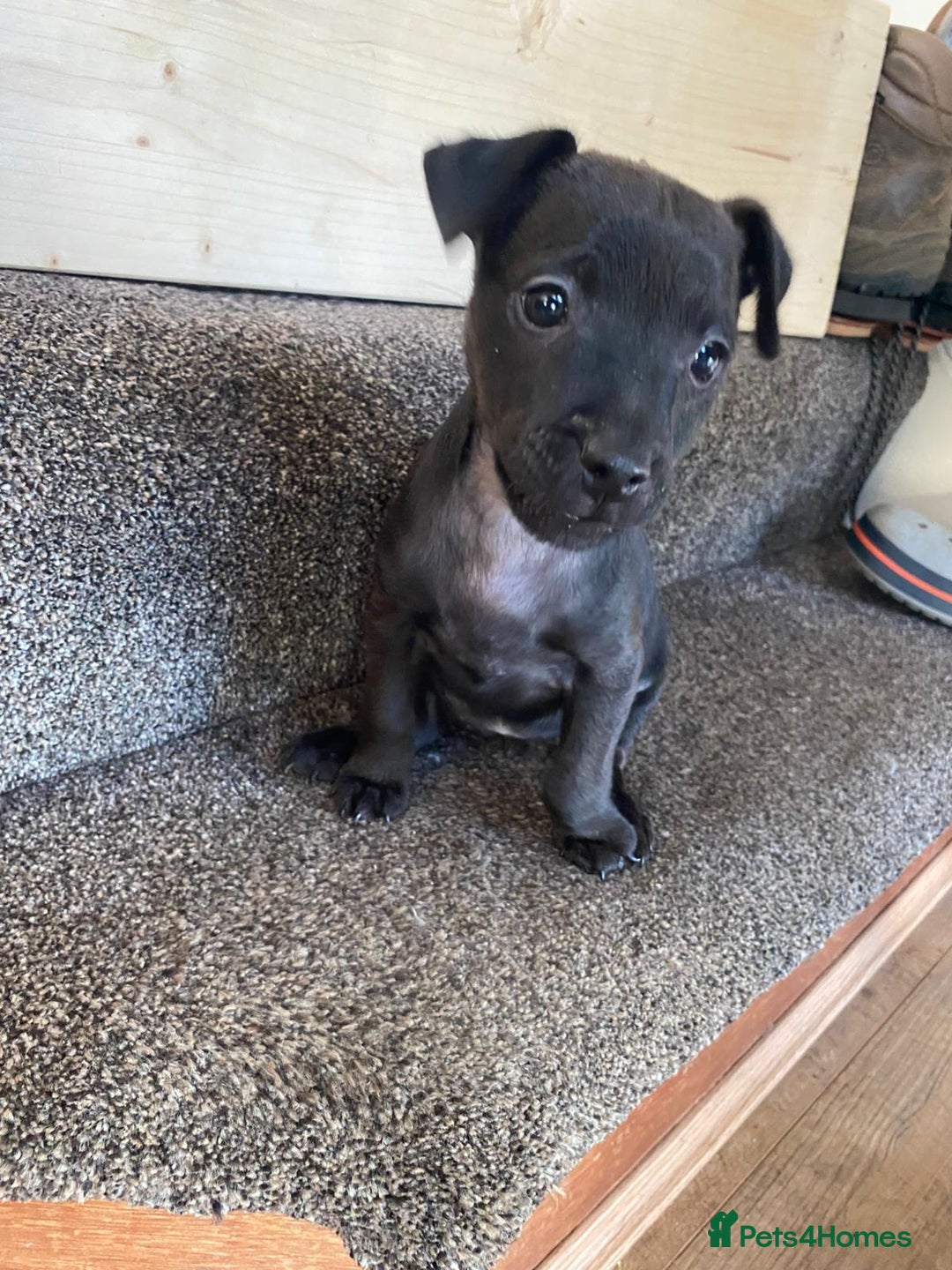 Patterdale Terrier dogs for sale: Patterdale terriers  - Image 5