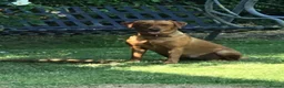 Labrador Retriever dogs for sale: Fox Red Labrador Puppies  - Advert 3