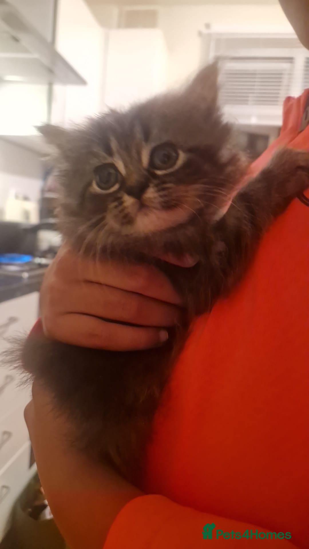Mixed Breed cats Mixed Persian kittens - Advert 10