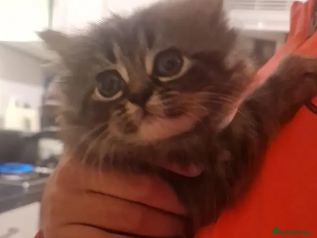 Mixed Breed cats Persian very fluffy male kitten - Advert 1