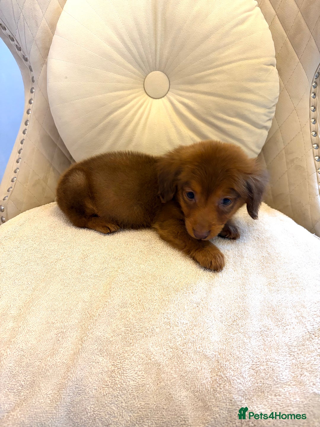 Miniature Dachshund dogs for sale: Dachshund puppy only 1 Boy still available  - Advert 3
