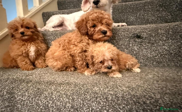 Cavapoochon dogs - Advert 1