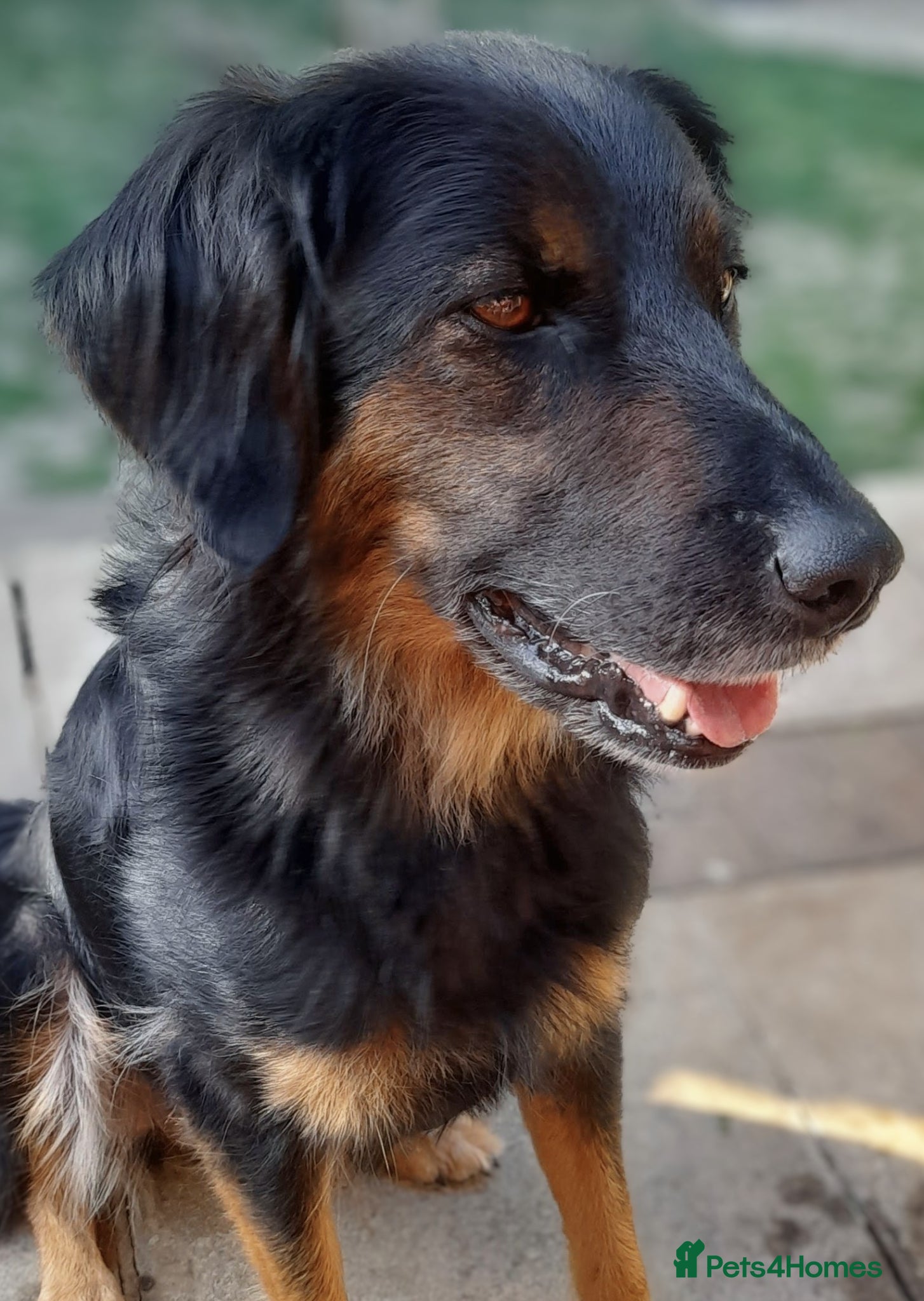 Mixed Breed dogs 🐶 Beautiful Huntadoodle 🐶- Meet Bonnie 💛  - Advert 2