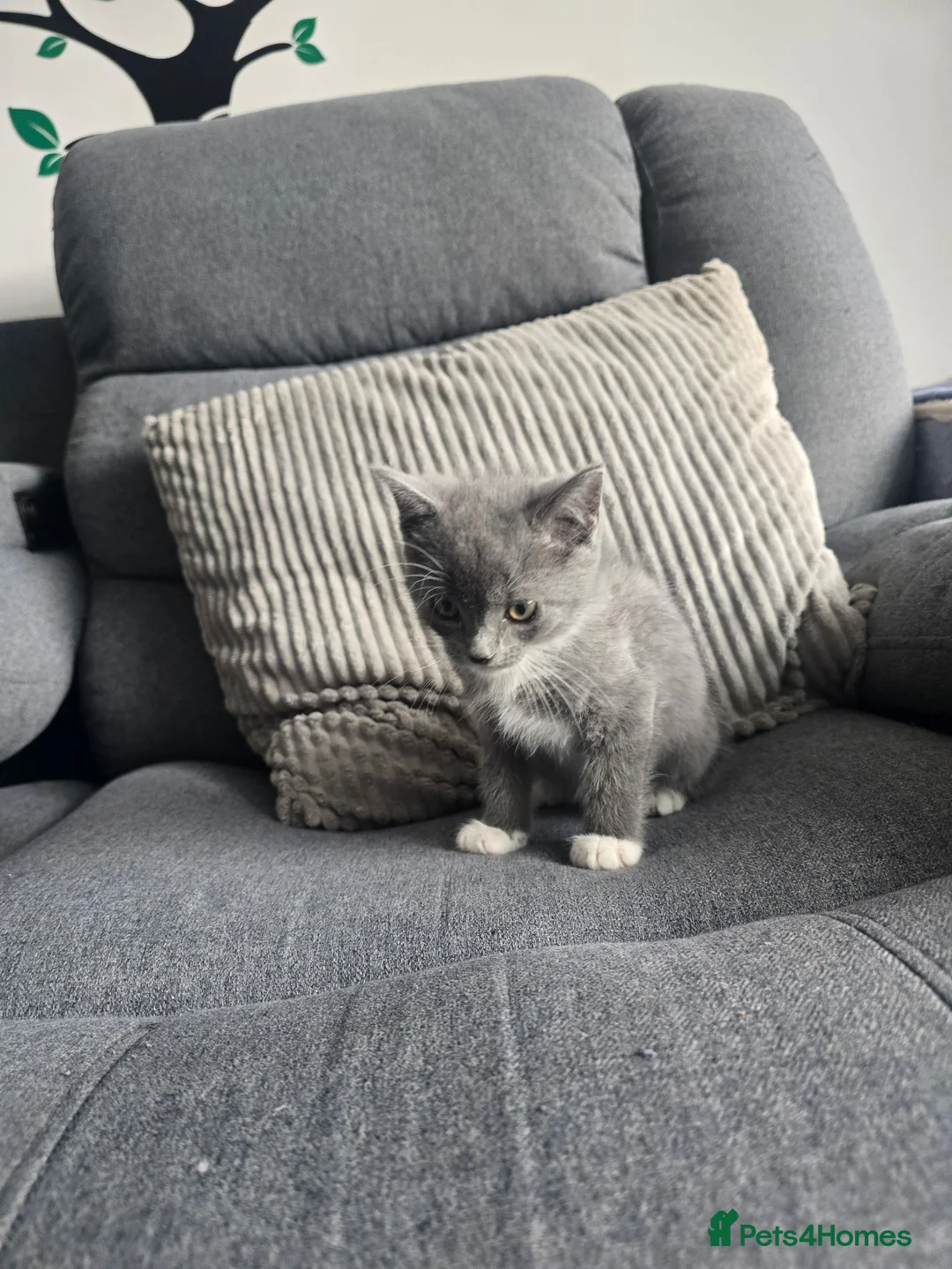 Mixed Breed cats for sale: Ragdoll Mix in Carluke - Advert 2