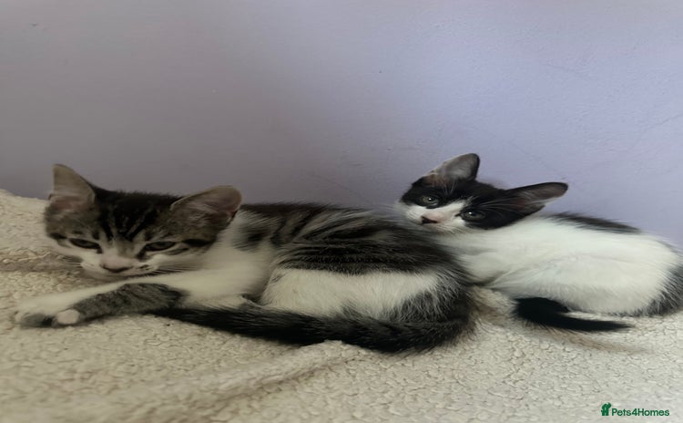 Mixed Breed cats - Advert 11