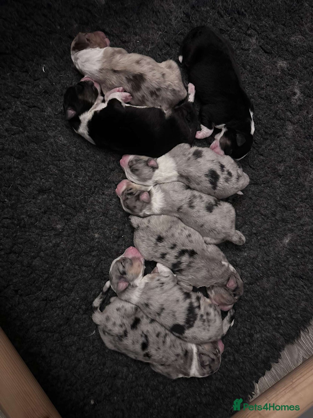 Australian Shepherd dogs for sale: Australian Shepherd Litter  - Image 1