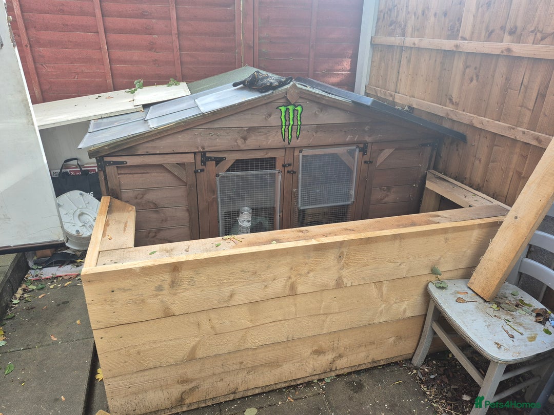 Ferret rodents for sale: Rodent cage and extension - Image 4