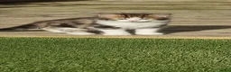 Mixed Breed cats for sale: Gorgeous Furr Babies  in Havant - Advert 14