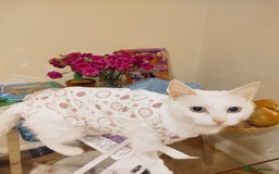 Domestic Shorthair cats for sale: Two female kittens looking for their forever homes - Image 7