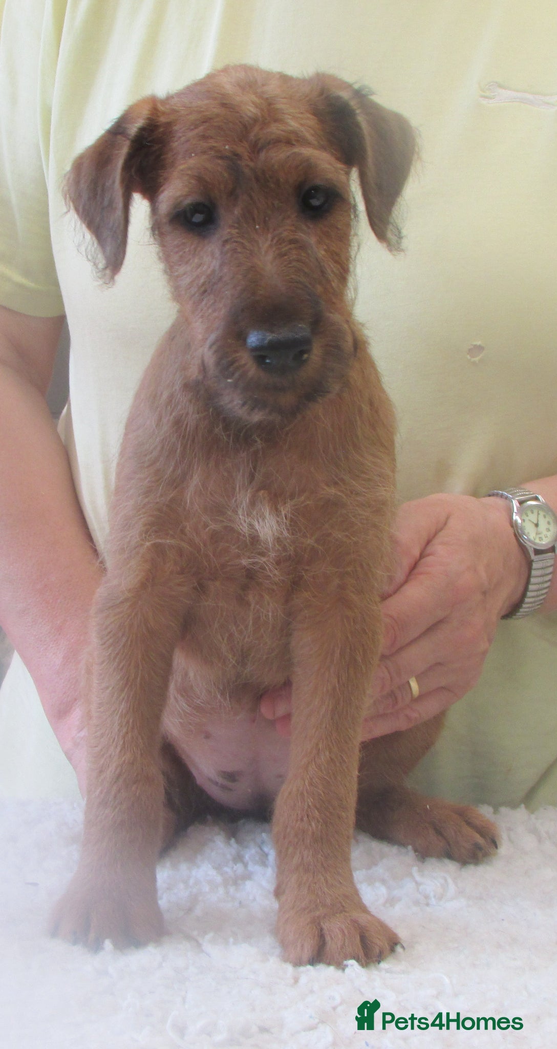 Irish Terrier dogs Outgoing puppies - Advert 1