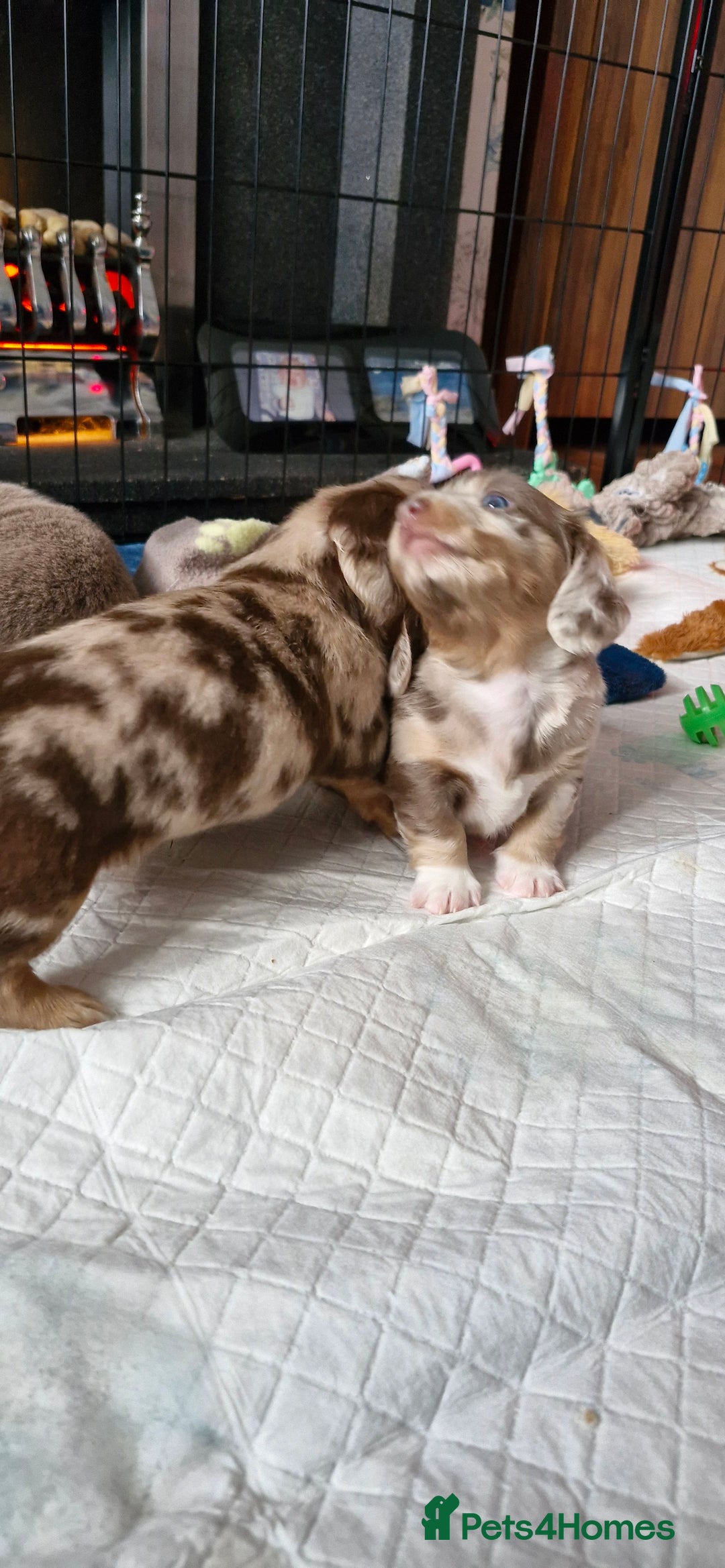 Miniature Dachshund dogs for sale: Longhaired miniature dachshunds  - Image 32