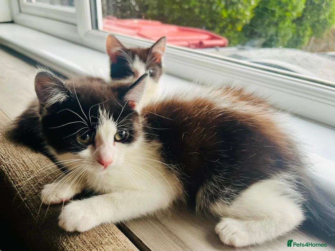 Mixed Breed cats for sale: Beautiful kitten ready for a new home - Advert 2