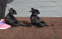 Cockerdor dogs for sale: Cockerdoor  - Image 1
