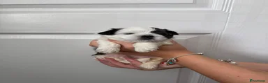 Shih Tzu 1 - Bullseye
