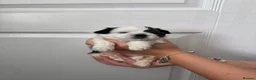 Shih Tzu dogs for sale: Shih Tzu Puppies - Advert 13