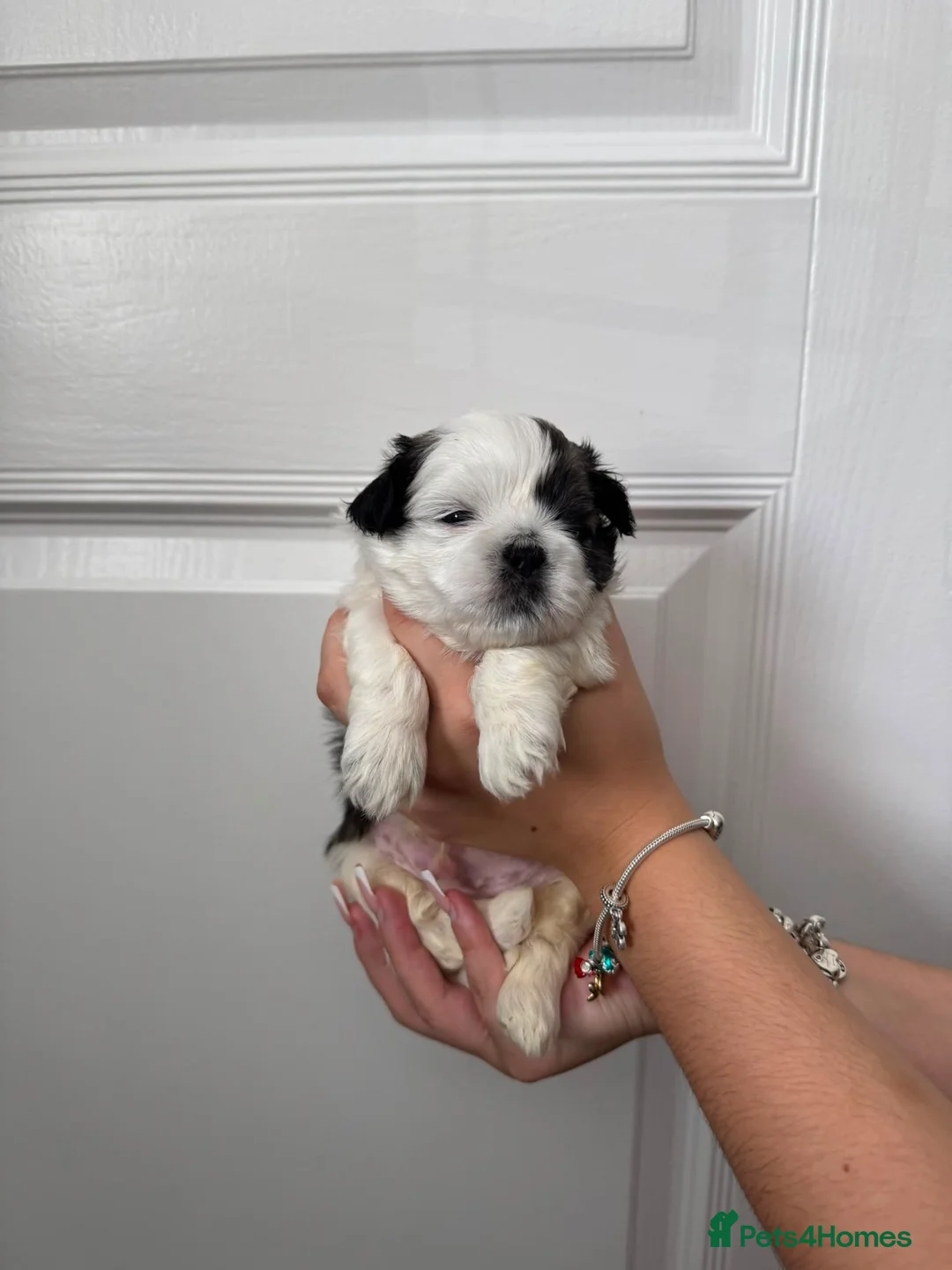 Shih Tzu dogs for sale: Shih Tzu Puppies - Advert 13