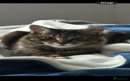Maine Coon cats for sale: Unique 1/2 Maine Coone Kittens x 4  - Image 18