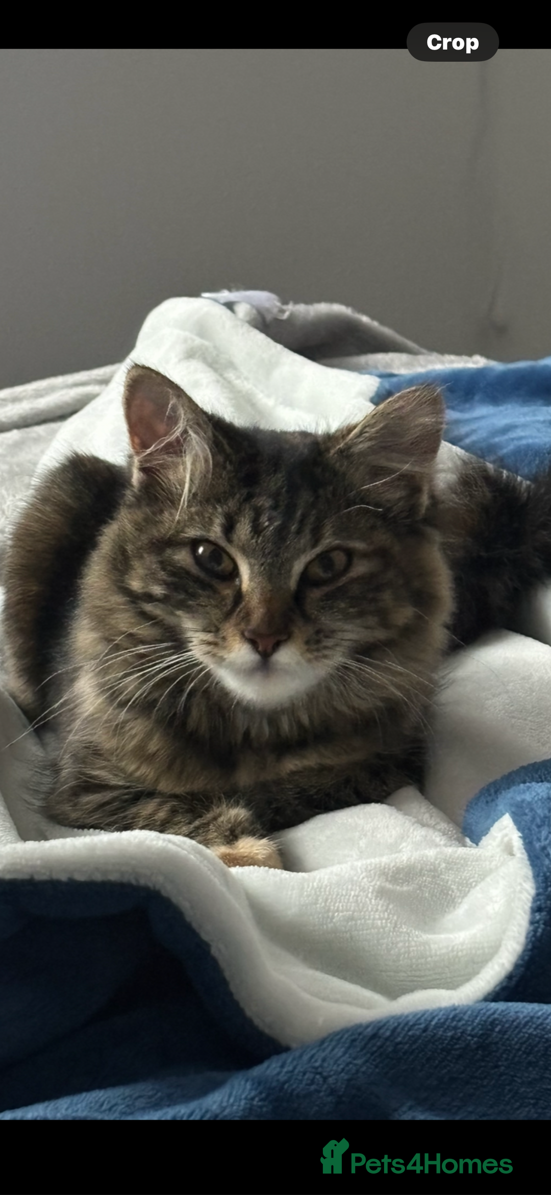 Maine Coon cats for sale: Unique 1/2 Maine Coone Kittens x 4  - Image 18